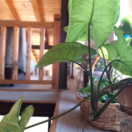 Arroyos Country house